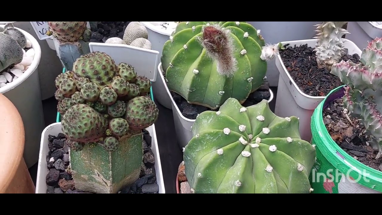 ESPAÇO NOVO PARA OS CACTOS. NUNCA PENSEI QUE TIVESSE TANTOS CACTOS NA MINHA COLEÇÃO...