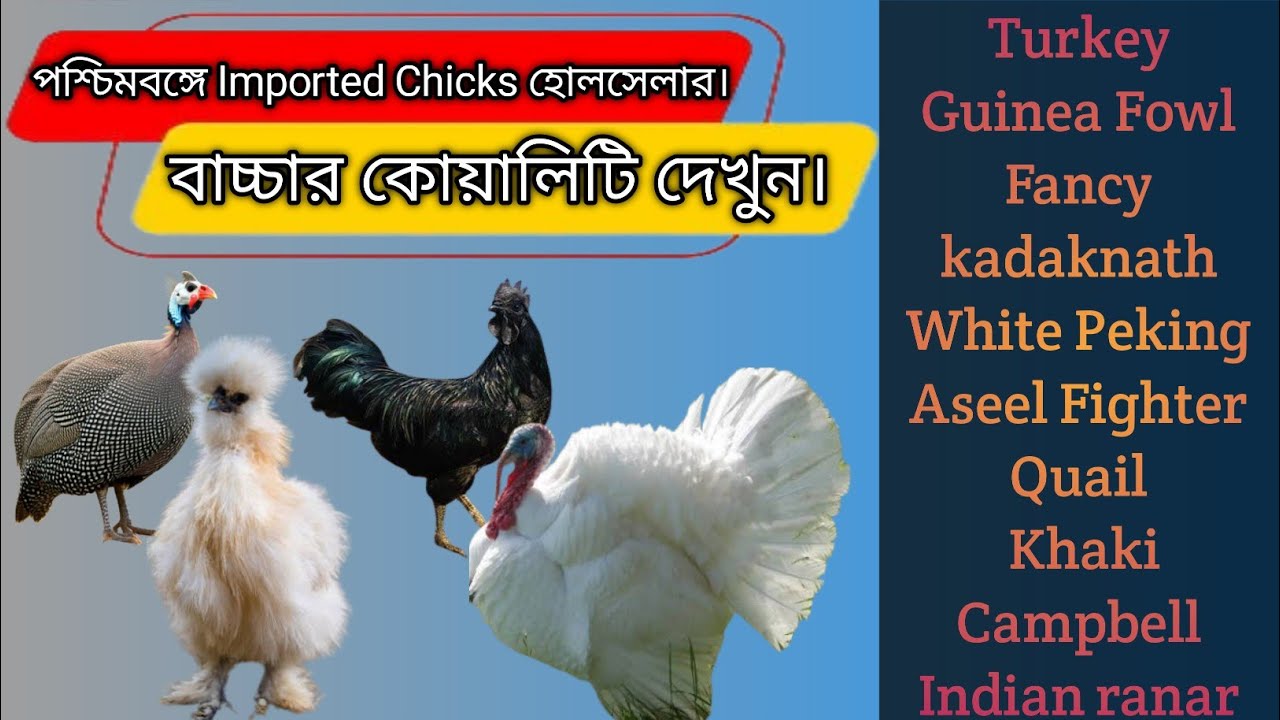 Earn More with Poultry Farming Business| Best Farming Business in India | Poultry Farm Latest Video