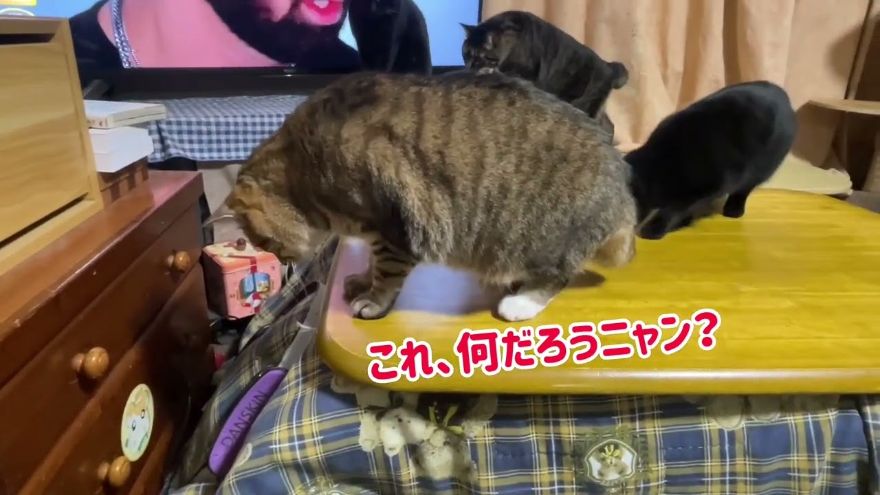 猫達が集まって来たニャン！何かな？