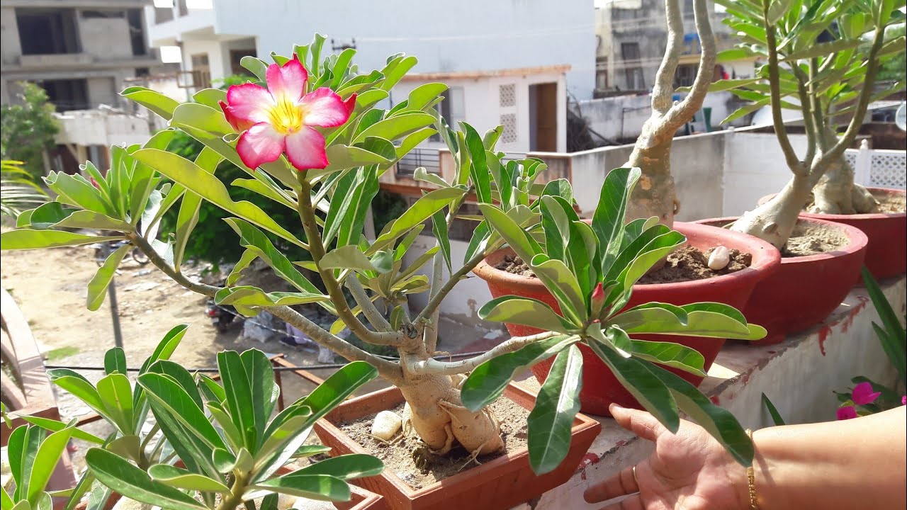 How to get Big Caudex in Adenium Plant || Fun Gardening || 5 Sep, 2017