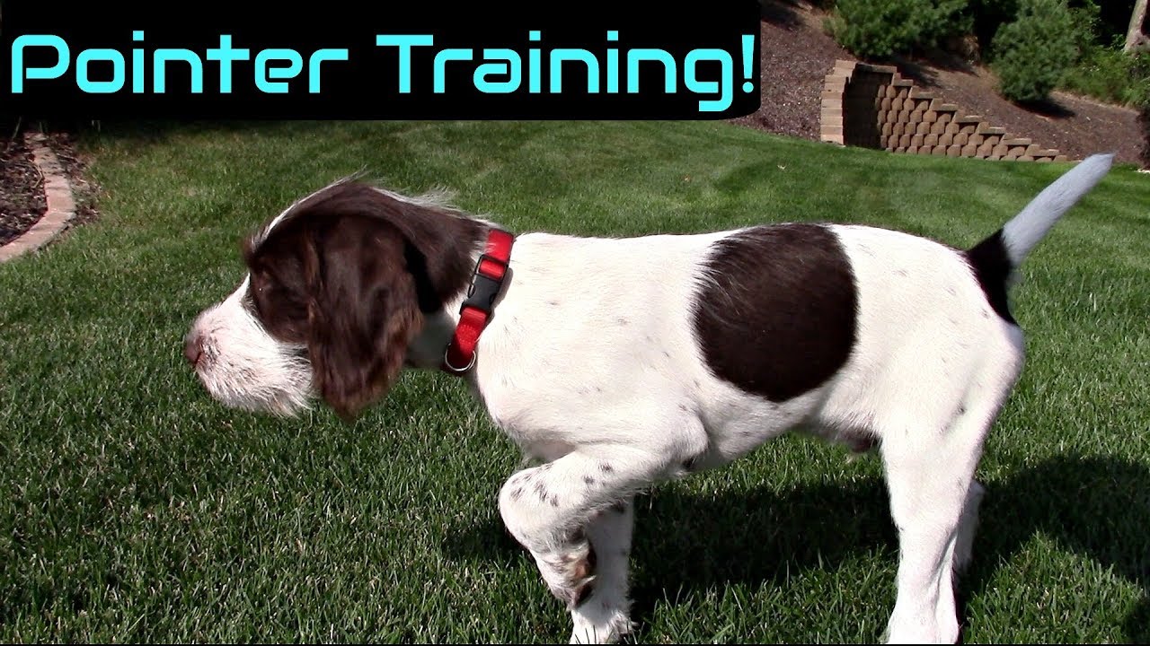 Wing Training a Pointer Puppy