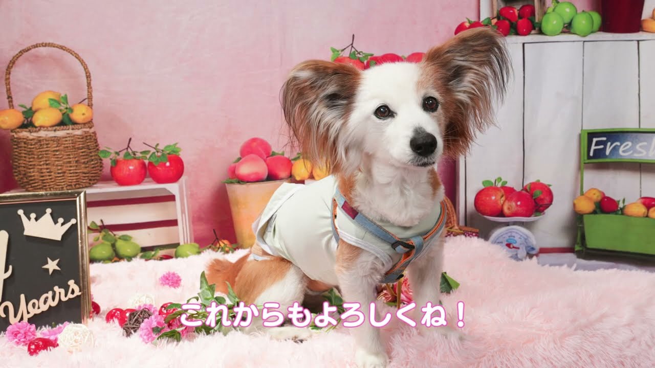 Latte's Birthday！！！