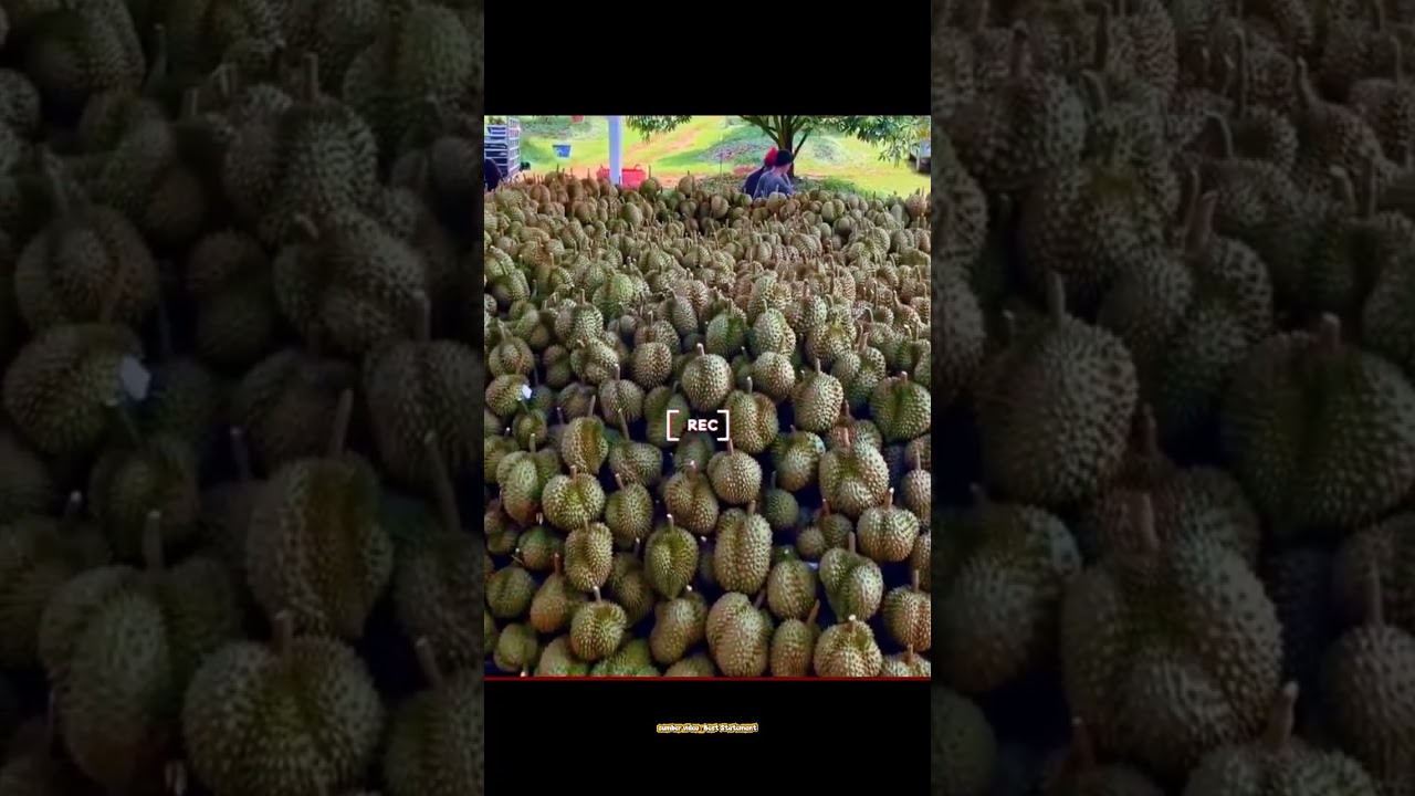 Kebun Durian di Vietnam dan Thailand