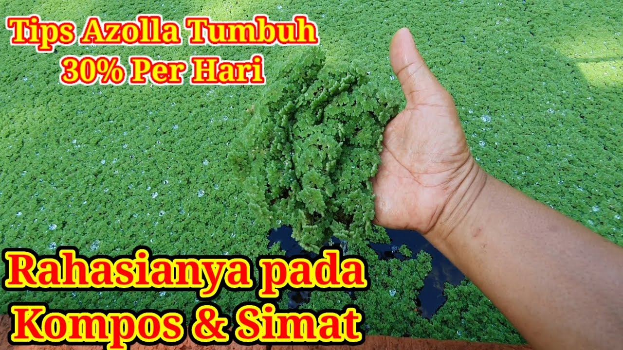 Rahasia Pertumbuhan Azolla 30% per Hari untuk Pakan Ternak Entok dan Ayam