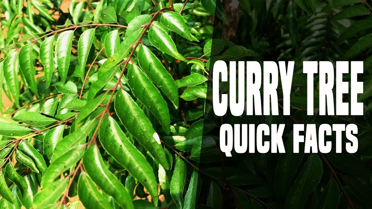 The Magical Medicinal Uses of  Curry Leaves