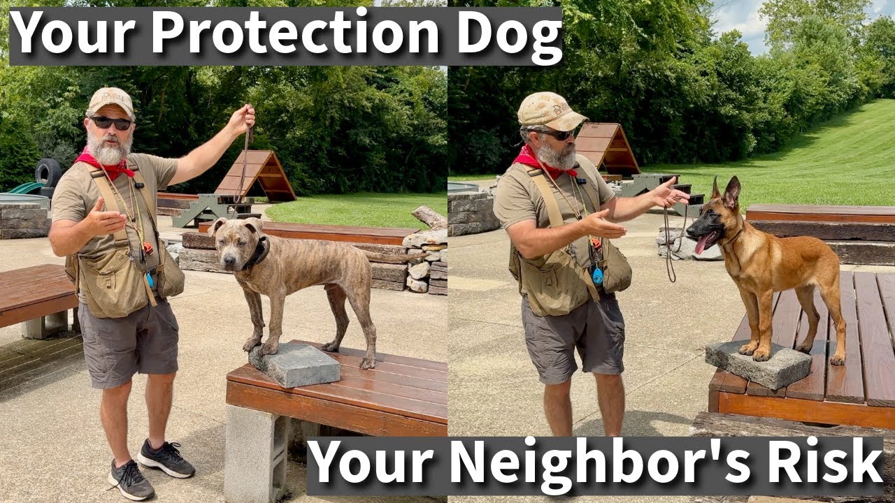 A Trainer's Warning: The Reality of Owning a Malinois, Pit Bull, Or Other 