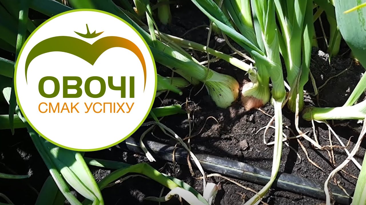 Як отримати ВИСОКИЙ УРОЖАЙ цибулі | Овочі.Смак успіху