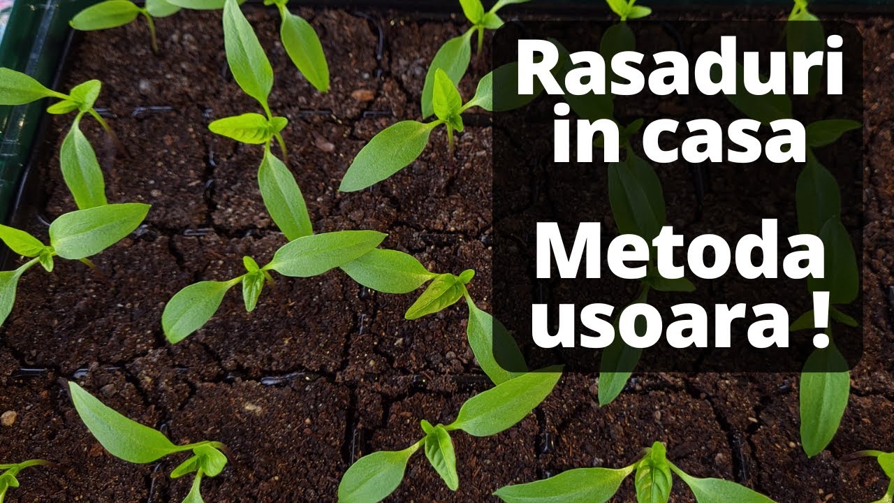 Cum semanam rasaduri | Sfaturi practice