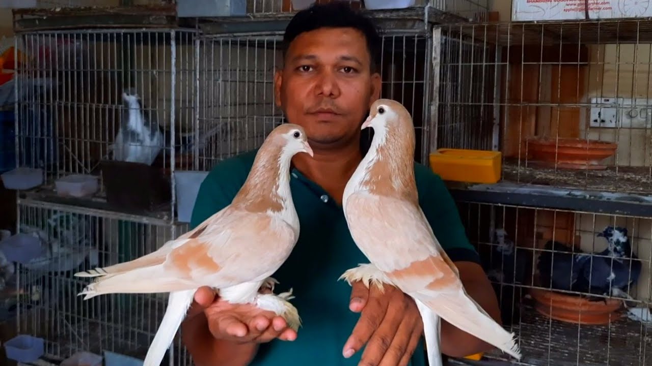 Best and Popular Fancy Pigeon Breeds | Top 10 Different type fancy pigeon collection