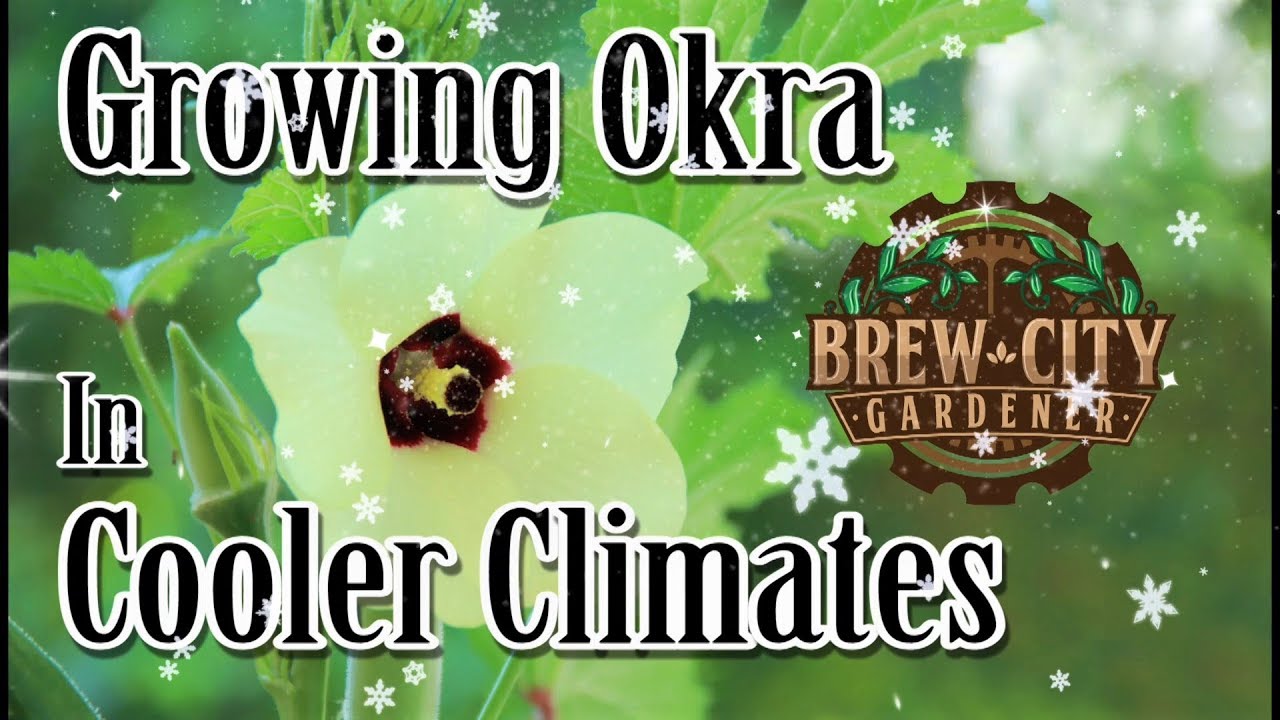 GROWING OKRA IN COOLER CLIMATES