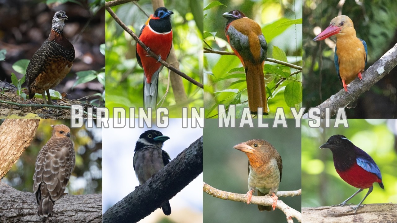 Wild Borneo: 48 Hours of Birding in the Sepilok Jungle