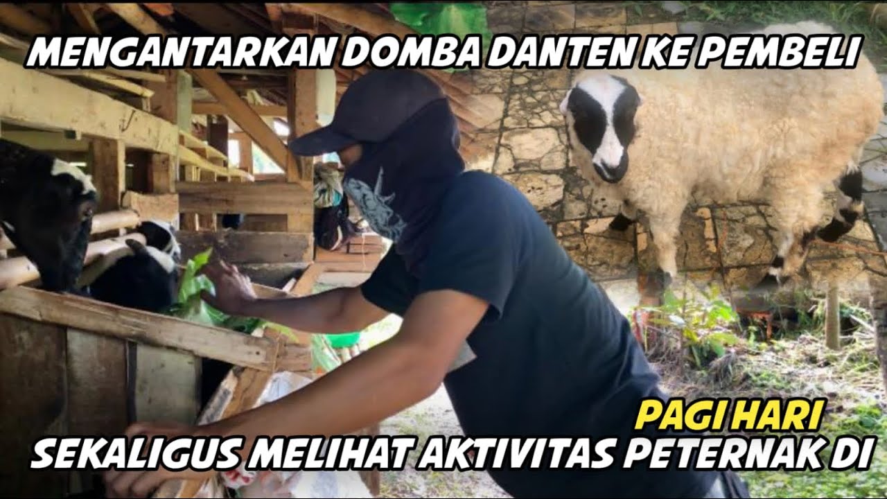 MENGANTARKAN DOMBA DANTEN SEKALIGUS BERSILATURAHMI DENGAN SI PEMBELINYA