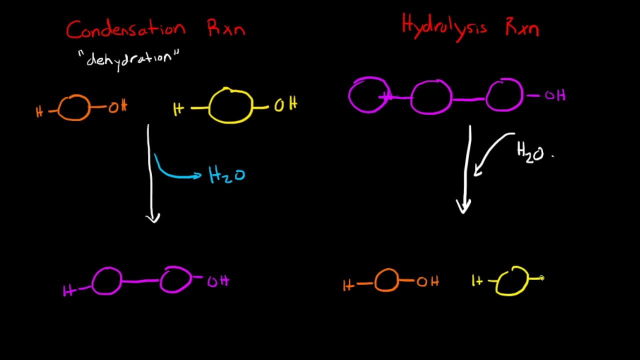 Condensation and Hydrolysis Reactions