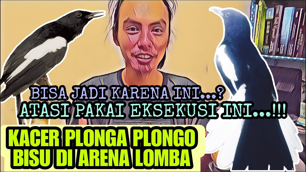 LAKUKAN CARA INI JIKA KACER HANYA PLONGA-PLONGO MATUNG BISU || BEGINI SEBAB KACER BISU