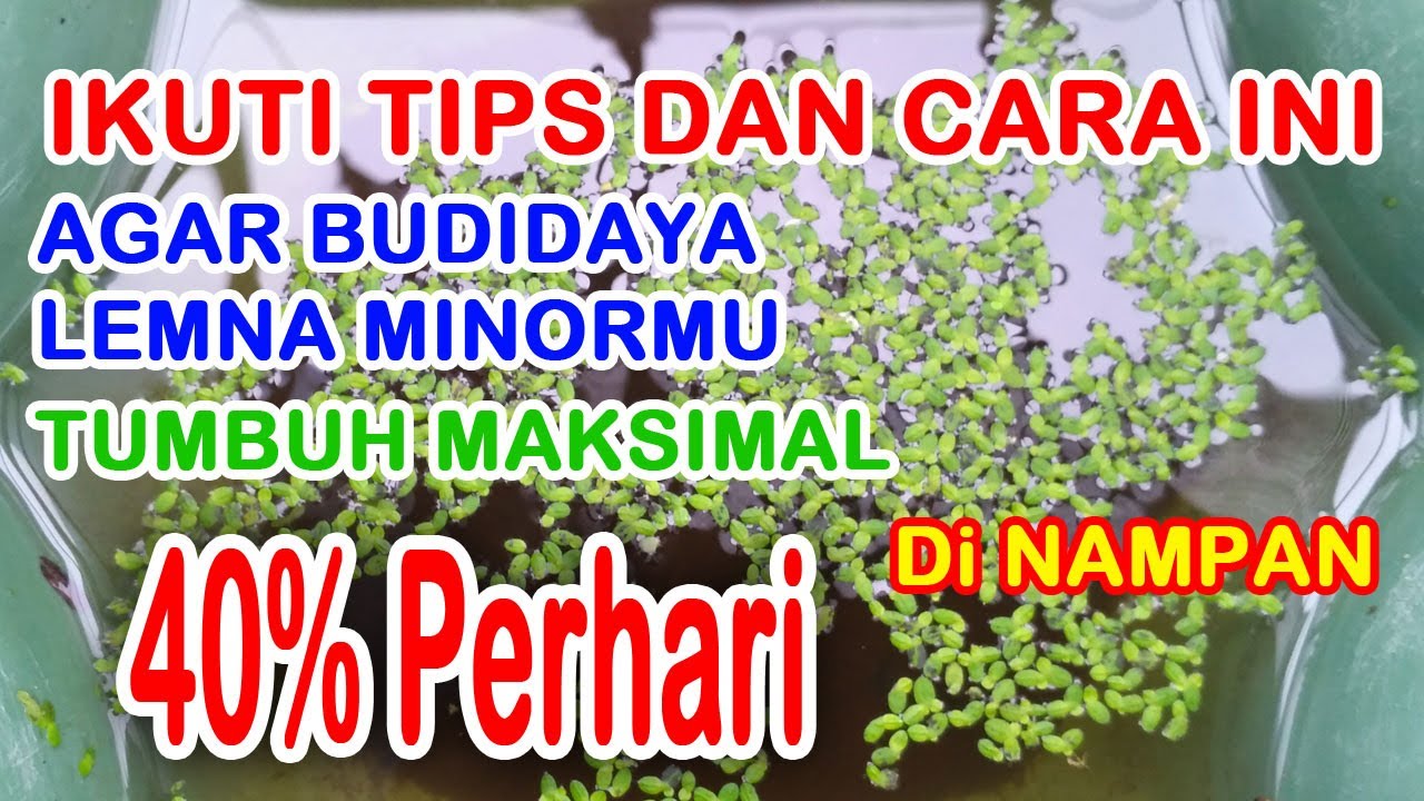 Tips & Cara Menanam Lemna Minor Di Nampan 40% Perhari