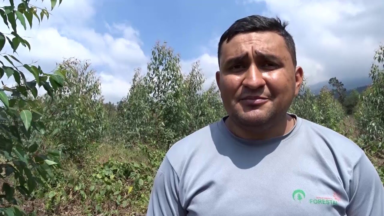 Plantaciones de Eucalipto, son utilizadas como bosques energéticos en la costa sur guatemalteca.