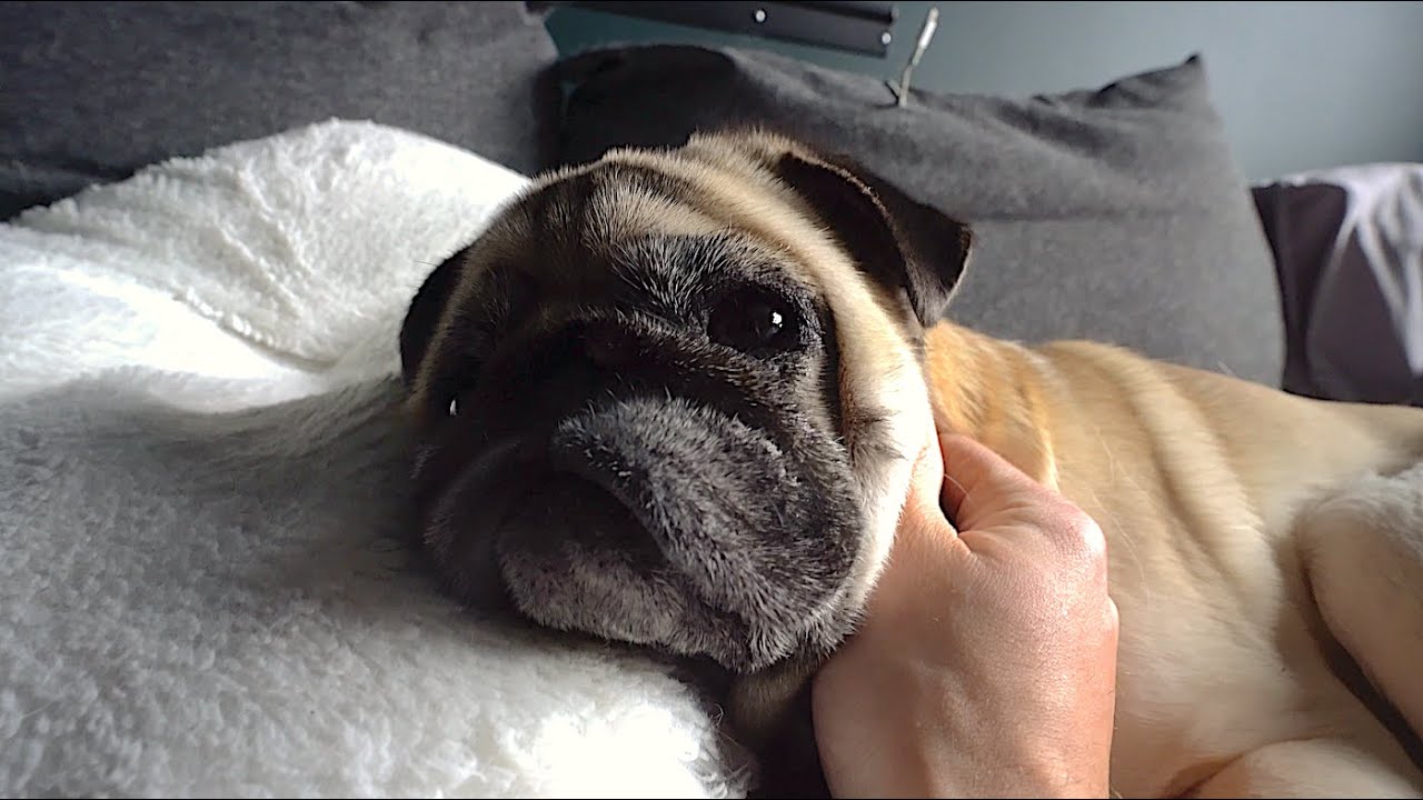 The Big Man Turns 7!