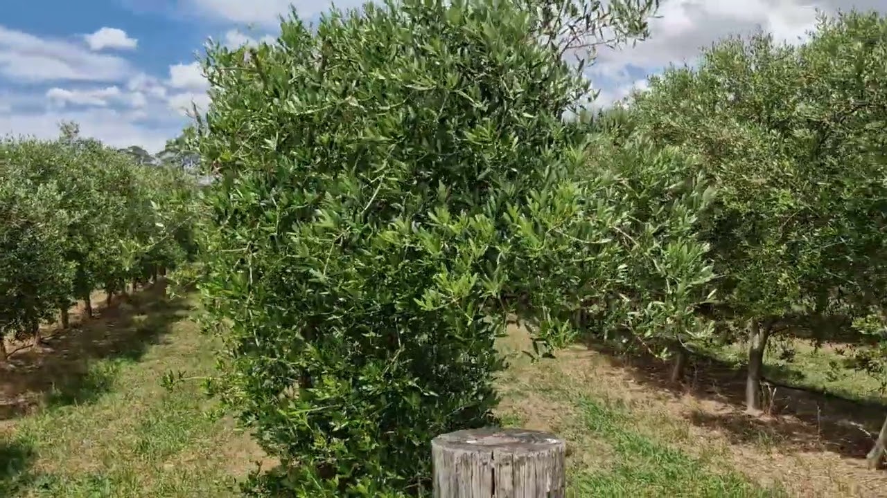 Effects of heavy pruning on cropping potential