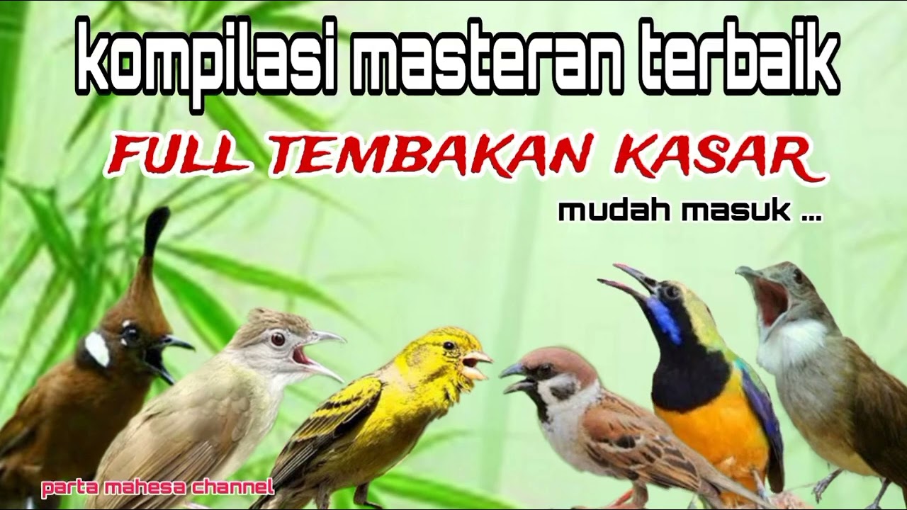 Masteran Tembakan Kasar || Materi Mewah Untuk Isian Burung Lomba - Suara Jernih