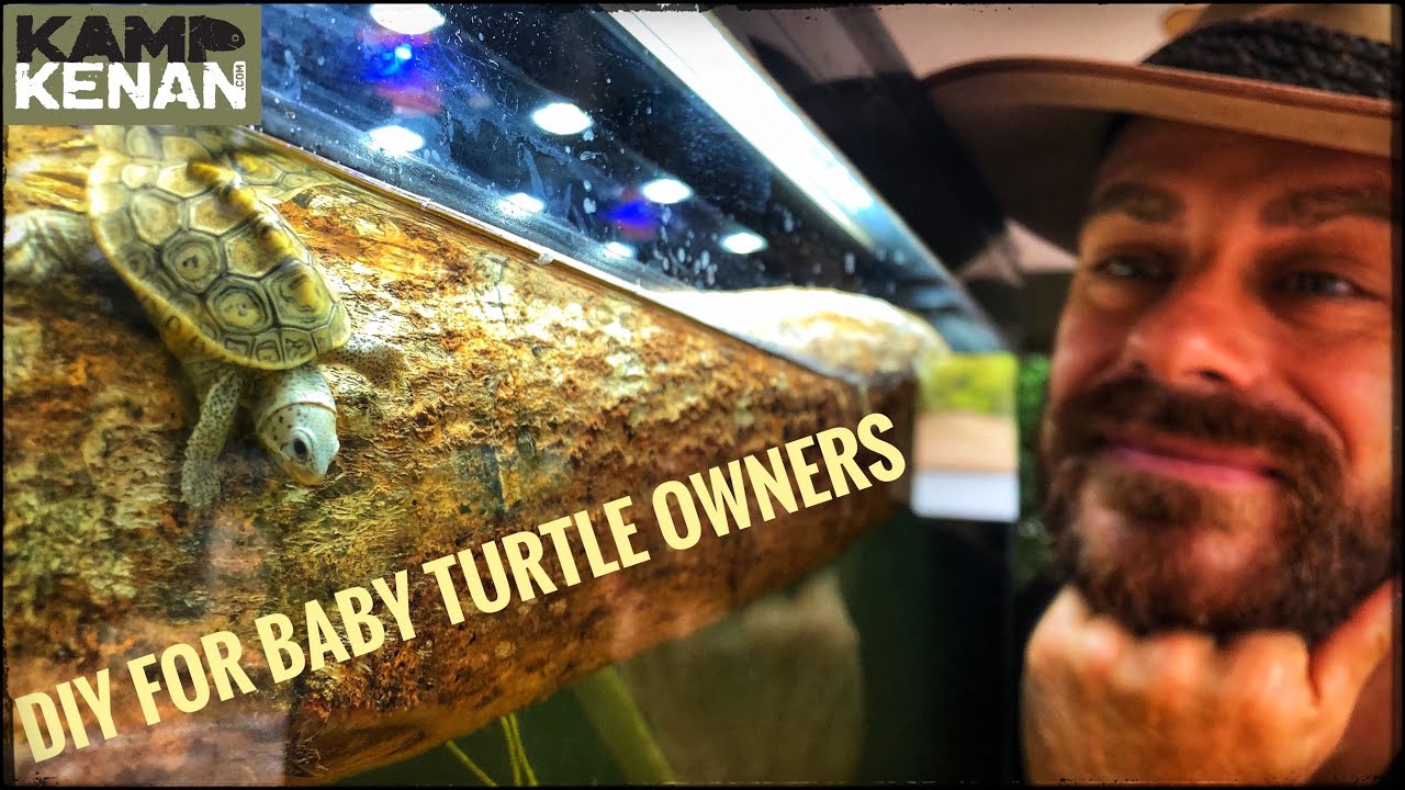 Build a Starter Tank for Baby Turtles & Terrapin! (kamp kenan)