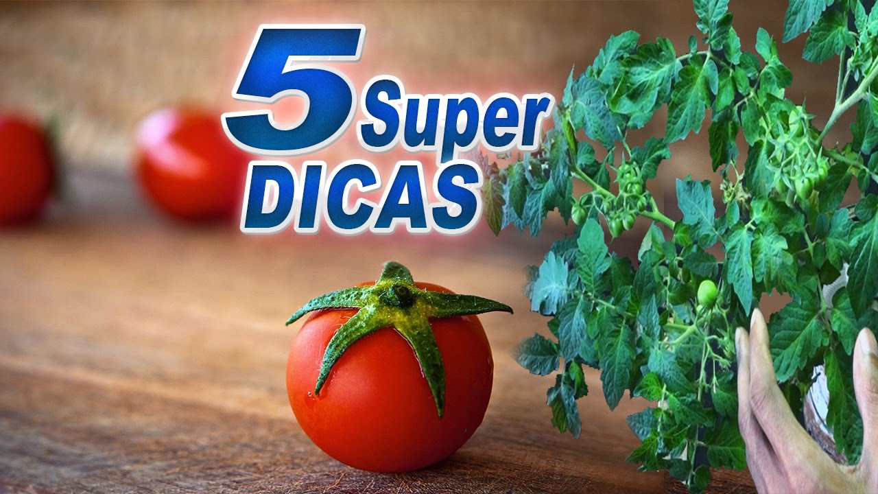 Super Dicas Para o Tomateiro Perfeito |Símples e Eficientes|