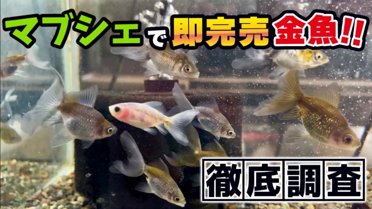 【金魚屋巡り】冒頭から重大発表あります‼︎一宮市の「金魚屋」さんで…あの爆売れ金魚のご紹介！さらに店頭で並ぶ上質な金魚たちもたっぷりご覧ください。