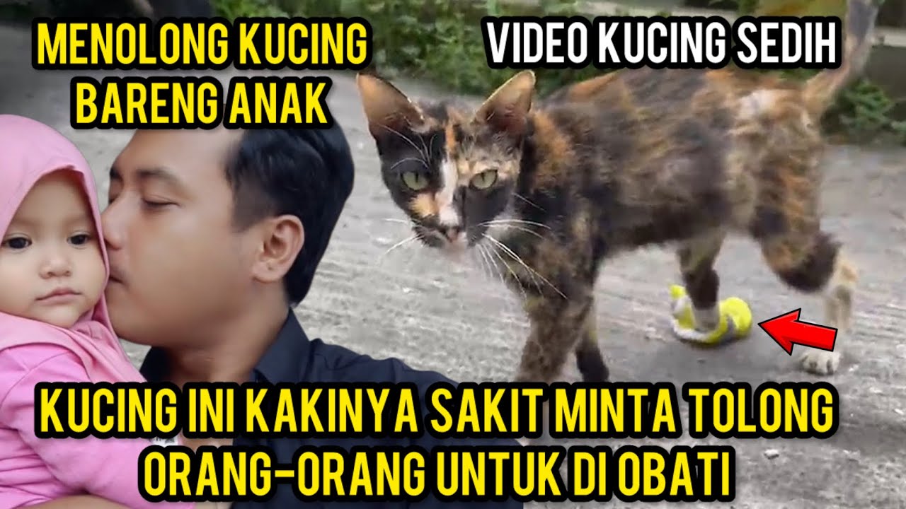 Kucing Liar Minta Tolong Karena Kakinya Sakit Sedih Banget Lihat Videonya..‼️