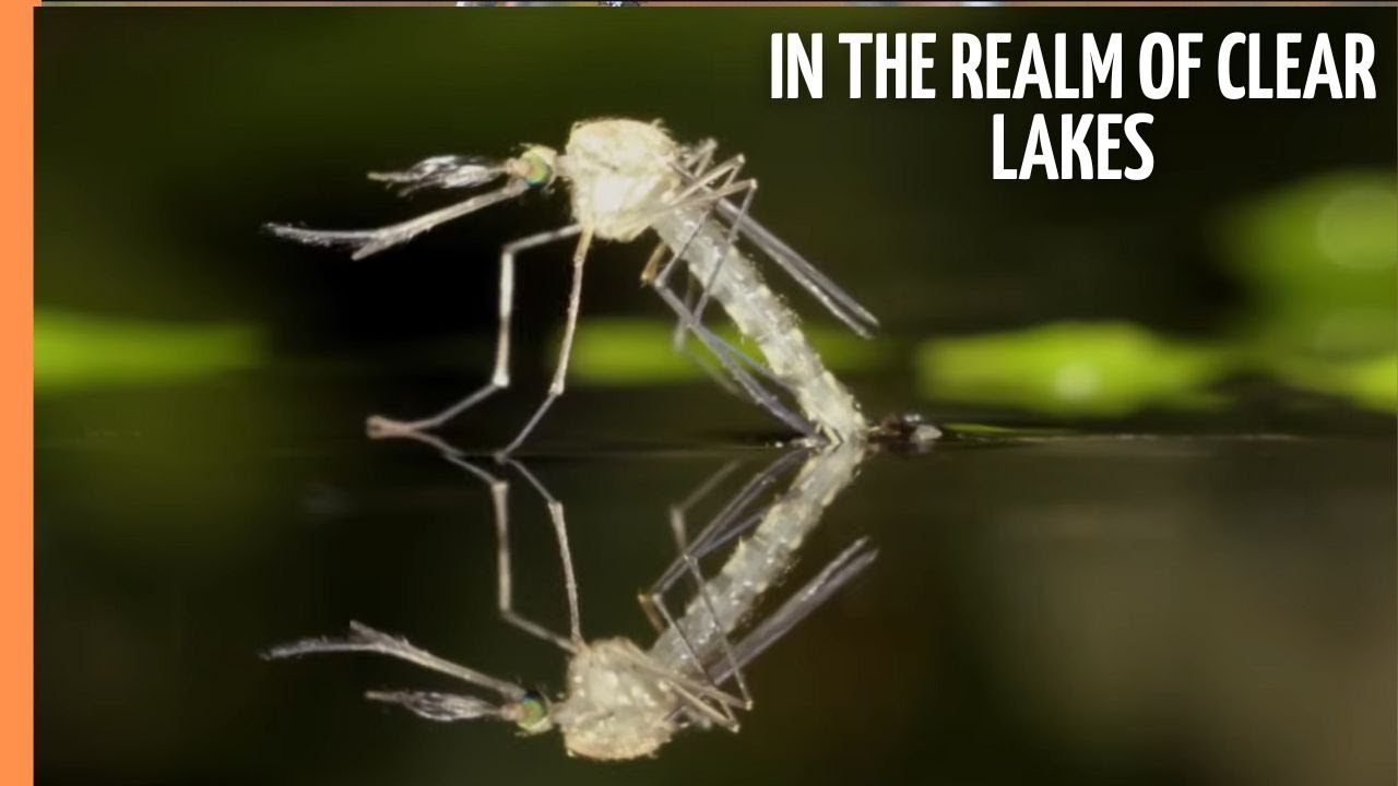 The Stechlin - In the Realm of Clear Lakes | Full Documentary