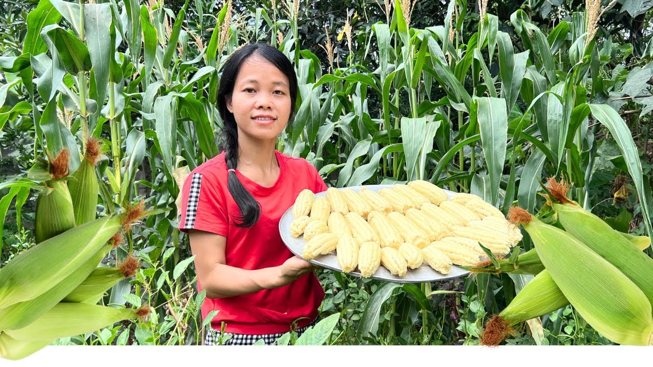 Harvesting Corn by Hand in the Garden — The Beauty of Traditional Country Living