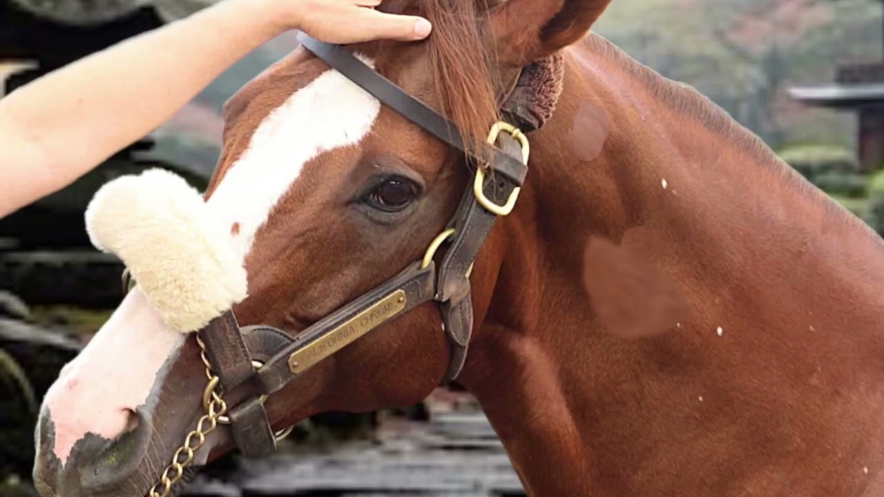 California Chrome - Happy Thanksgiving