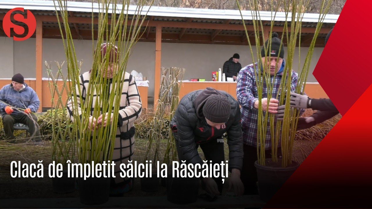 Locuitorii satului Răscăieți s-au apucat de împletit sălcii Vezi ce clacă au organizat