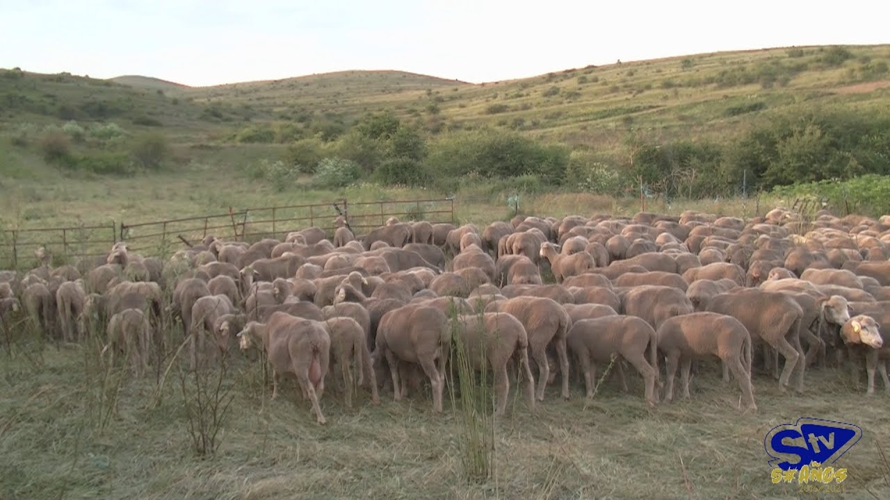 Las ovejas trashumantes retornan a Tierras Altas