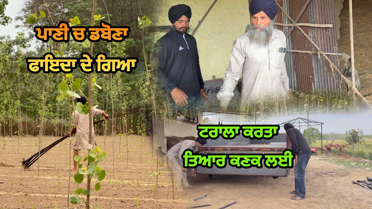 ਗੰਨੇ ਤੋ ਵਿਹਲੇ ਤੇ ਕਣਕ ਦੀ ਤਿਆਰੀ / ਪੋਪਲਰ ਪਾਣੀ ਚ ਡਬੋਣੇ ਕਾਮਯਾਬ ਸੌਦਾ ਸਾਬਤ ਹੋਇਆ 