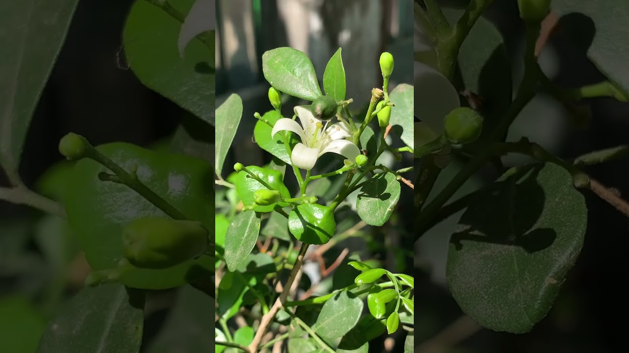 #orange Jasmine plant 🌱 #home is where the 🤍 is #plant #flower