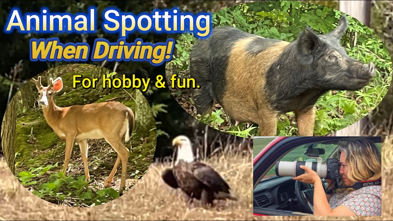 How To SEEK OUT Wild Animals, while Driving Scenic Backroads - #driving #wildlife #wildanimals