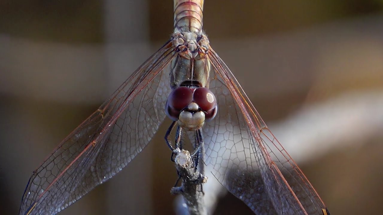 Lib&eacute;lula  Laguna de Ambroz  Madrid
