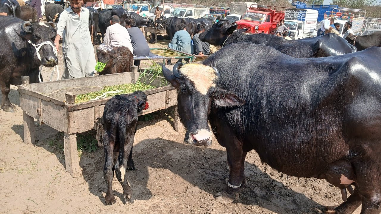 Gujarat Mandi bafalo video in Panjabi