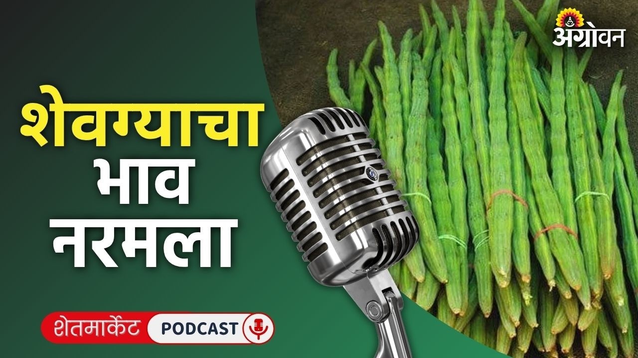 Cotton, Soybean Rate: कापूस बाजार, सोयाबीन दर, बेदाणा भाव, स्ट्राॅबेरी रेट | Agrowon