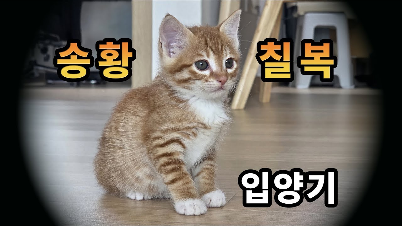 송황칠복 입양기