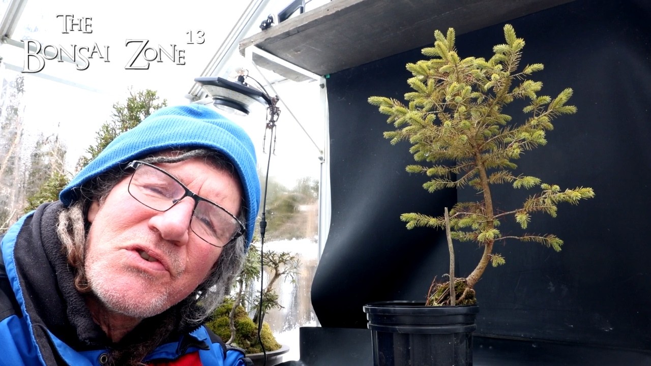 Pruning a New Spruce, The Bonsai Zone, Feb 2026
