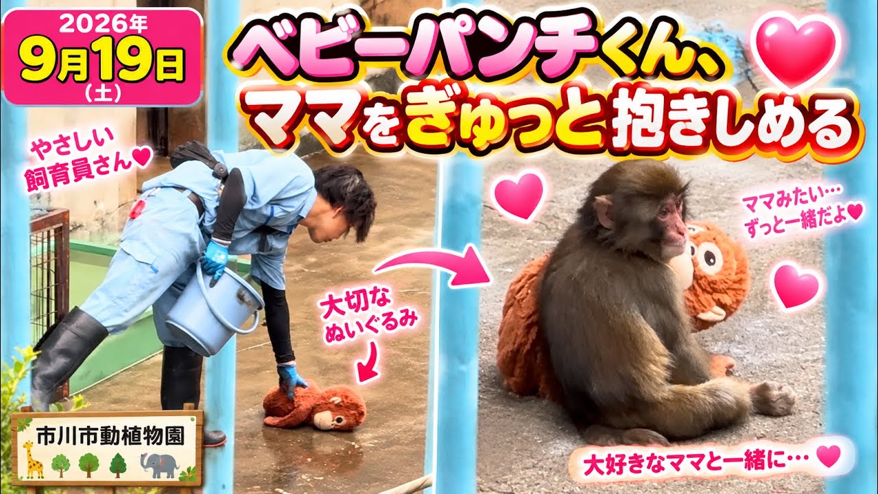 【2026年9月19日】ベビーパンチくん、ママをぎゅっと抱きしめる！大好きなママと一緒に過ごす姿が可愛すぎる🐒❤️【市川市動植物園】