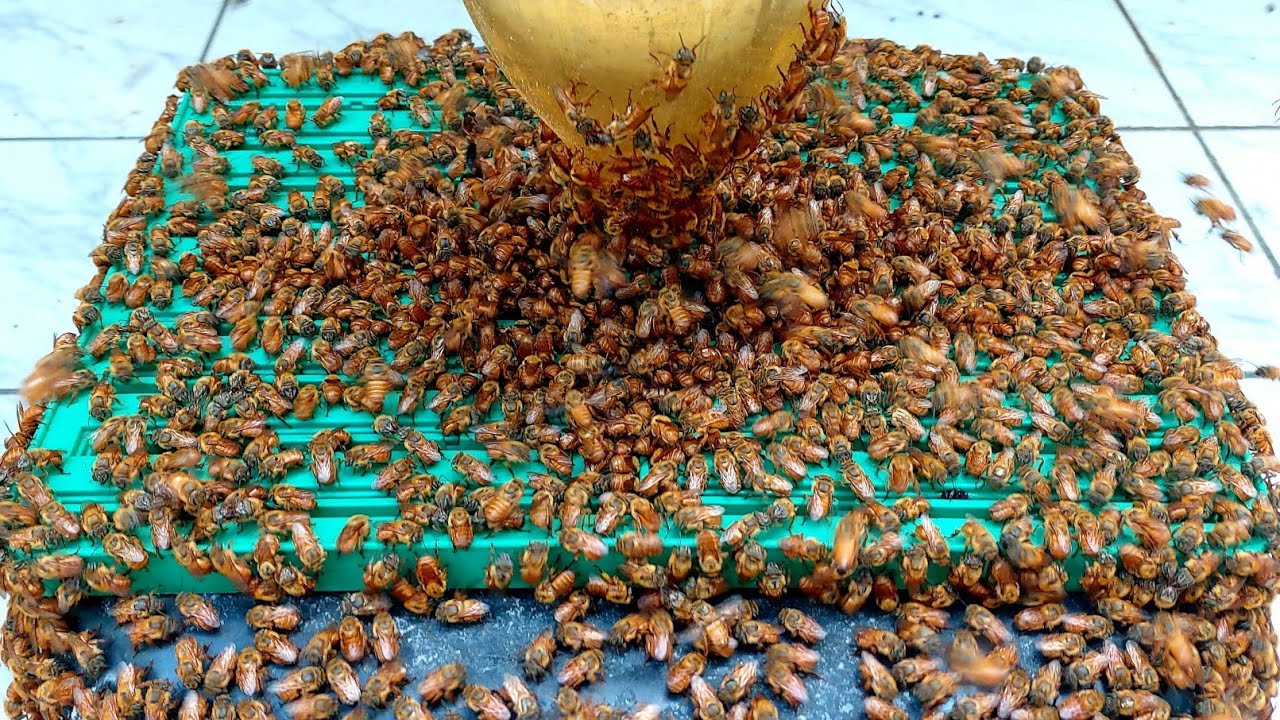 ALIMENTAÇÃO INTERNA ou EXTERNA? Fiz uma IMPORTANTE ALTERAÇÃO no meu MANEJO. Saiba o PORQUÊ