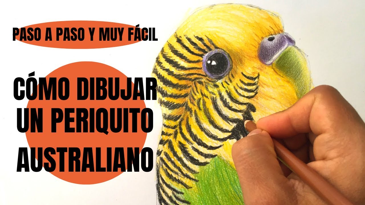 Te digo Cómo Dibujar Un Periquito Australiano realista Paso a Paso ¡Muy fàcil!