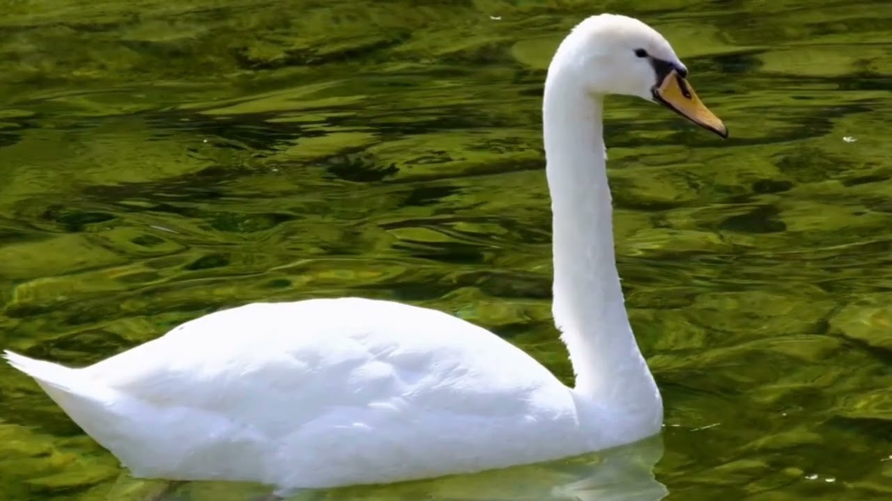 The Swan 🦢 1 Hour of Peaceful Piano | Relaxing Music for Study, Prayer & Sleep