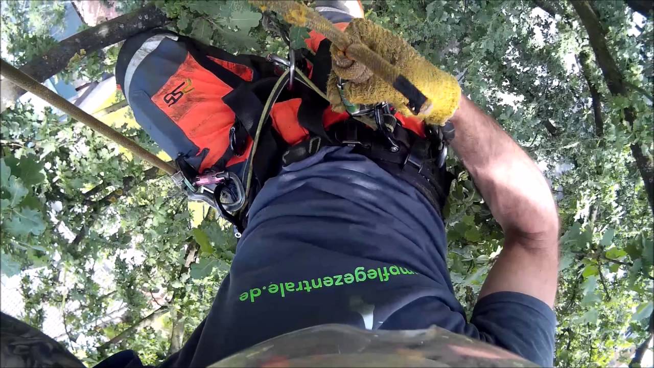 Einkürzung einer Eiche - Crown reduction Oaktree