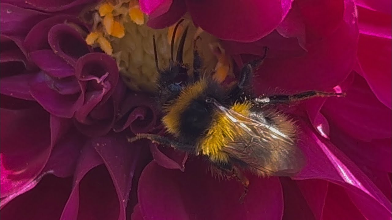 Bumblebee on Summer Blush Dahlia Flower 