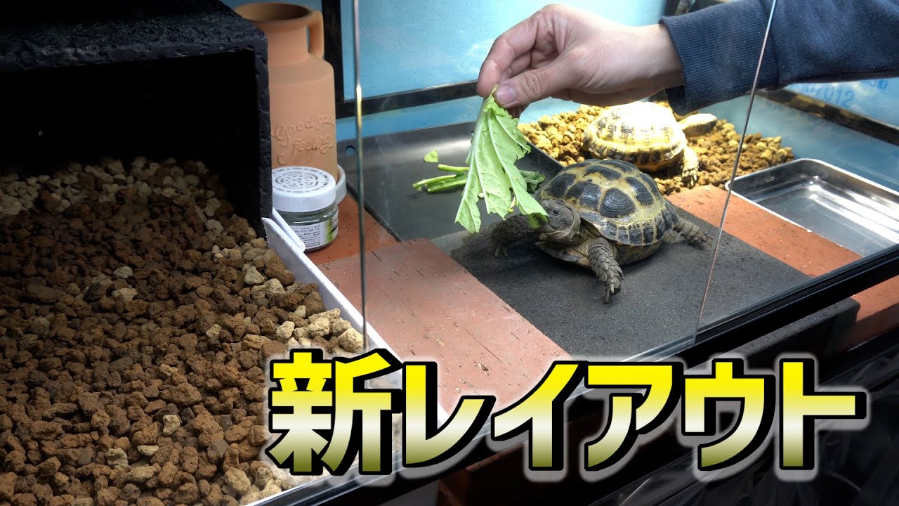 床材を『赤玉土』に交換&リクガメケージをメンテナンスしやすい飼育環境に！！