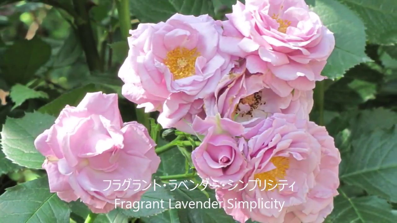 黄色、青、ミニばら　横浜イングリッシュガーデン7　Yellow, blue, mini rose　Yokohama English Garden 7