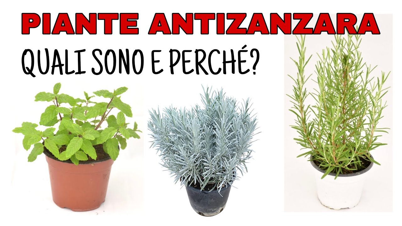 🌳 PIANTE ANTIZANZARA🌴Quali Sono E Perche?