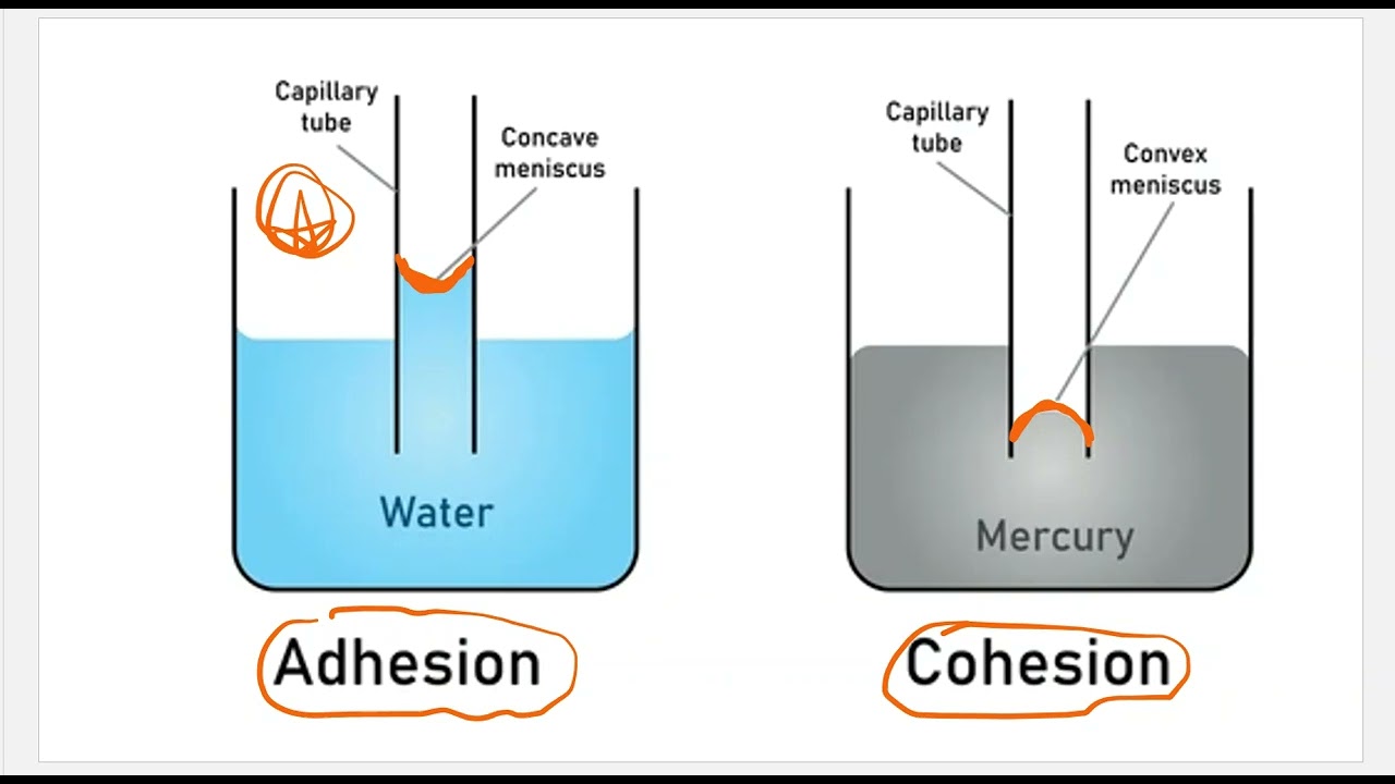 BioWork Module 3:  Measurements Part 12